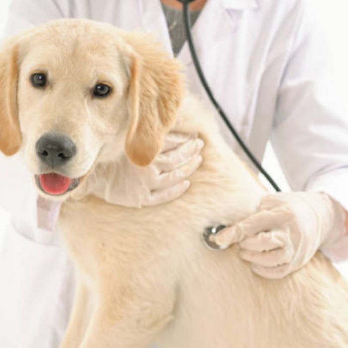 Consulta Canina/ Canine Appointment