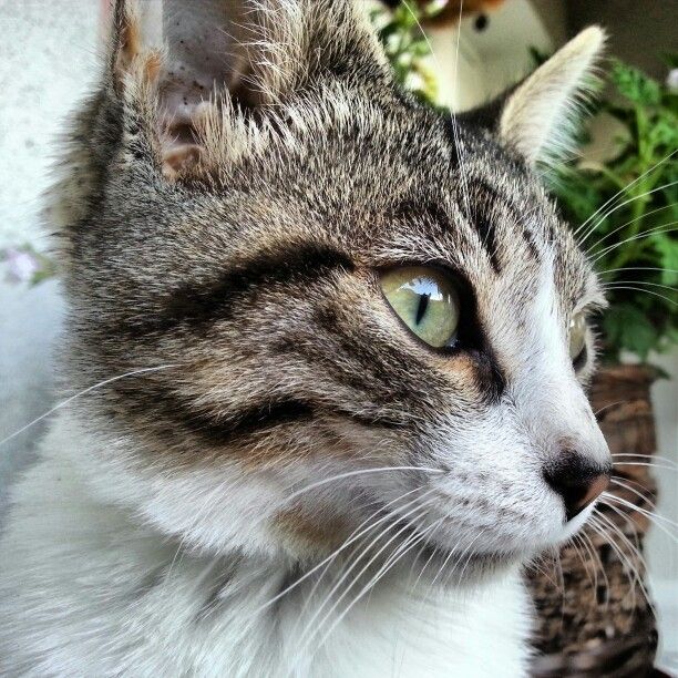 MicroChip Felino ISO 11784/11785