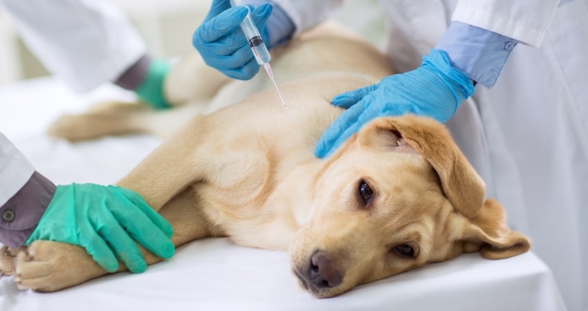 Vacunación Canina / Canine Vaccination